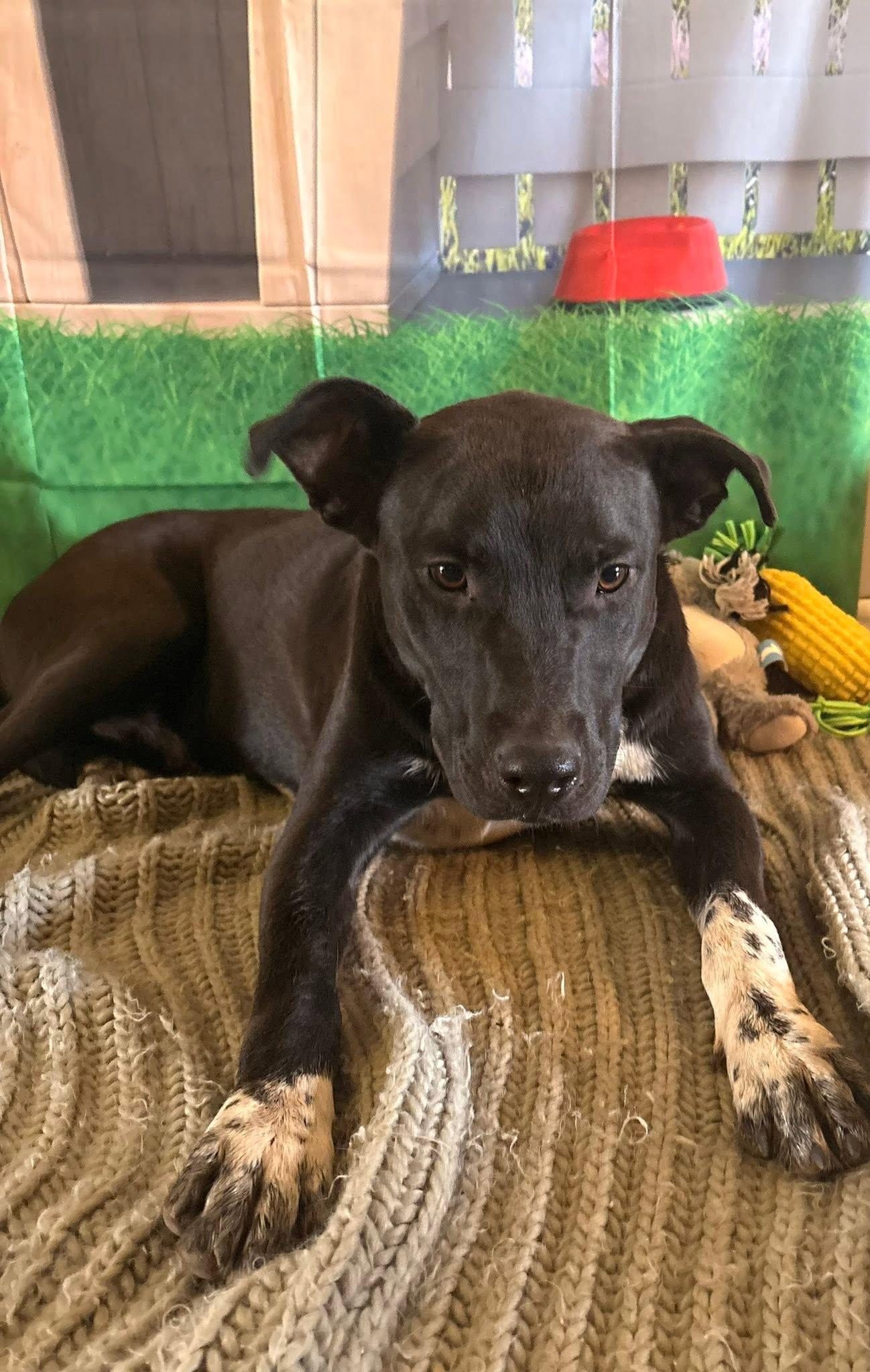 King, ADOPTABLE, Young Male Black Labrador Retriever & Australian Cattle Dog / Blue Heeler.
