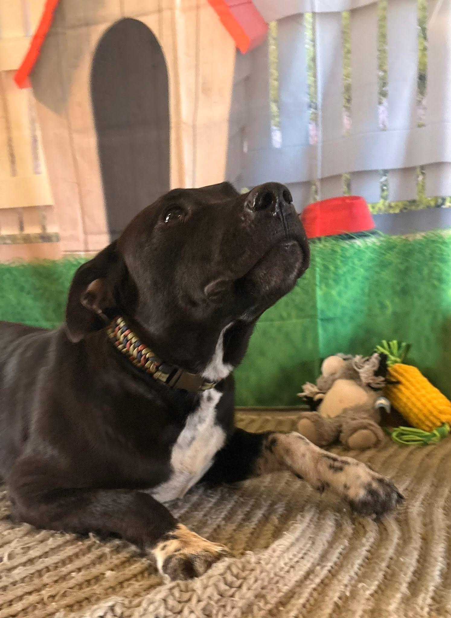 King, a ADOPTABLE mixed breed in Coahoma, TX image 3/5