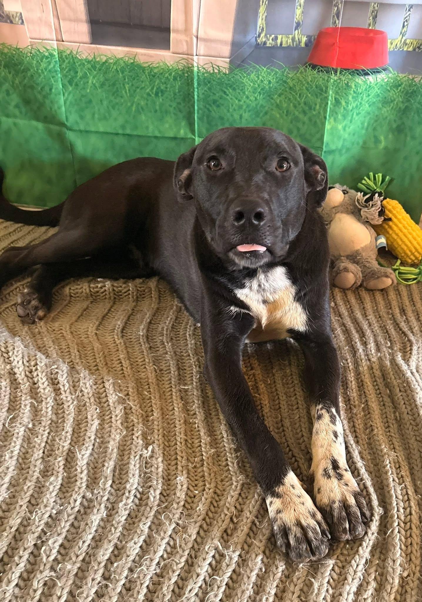 King, a ADOPTABLE mixed breed in Coahoma, TX image 5/5