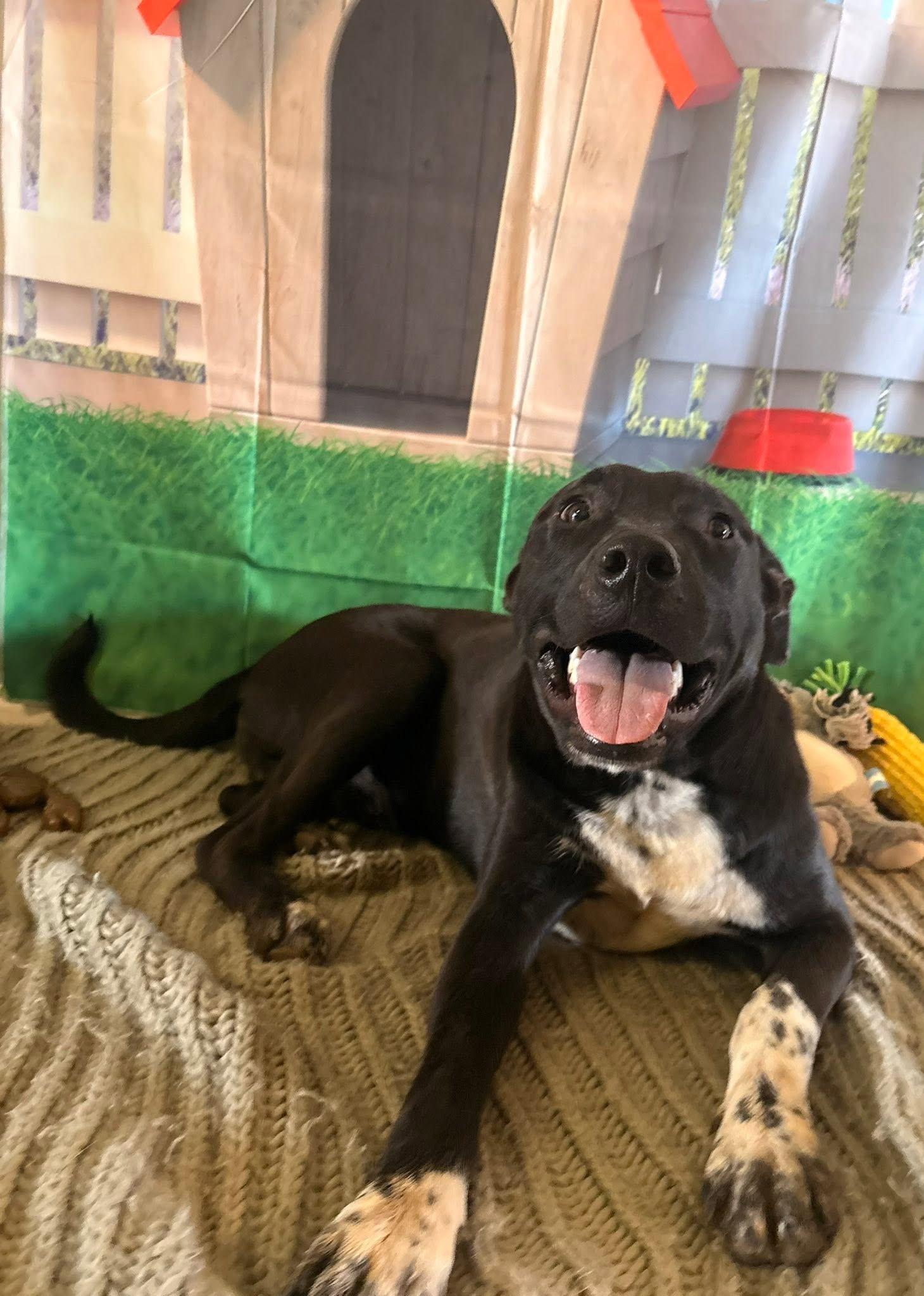 King, a ADOPTABLE mixed breed in Coahoma, TX image 4/5