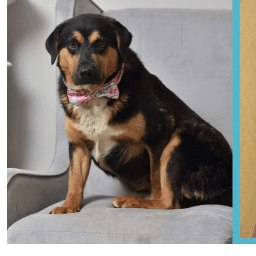 Ludo, a Adoptable mixed breed in Eureka, MO image 1/2