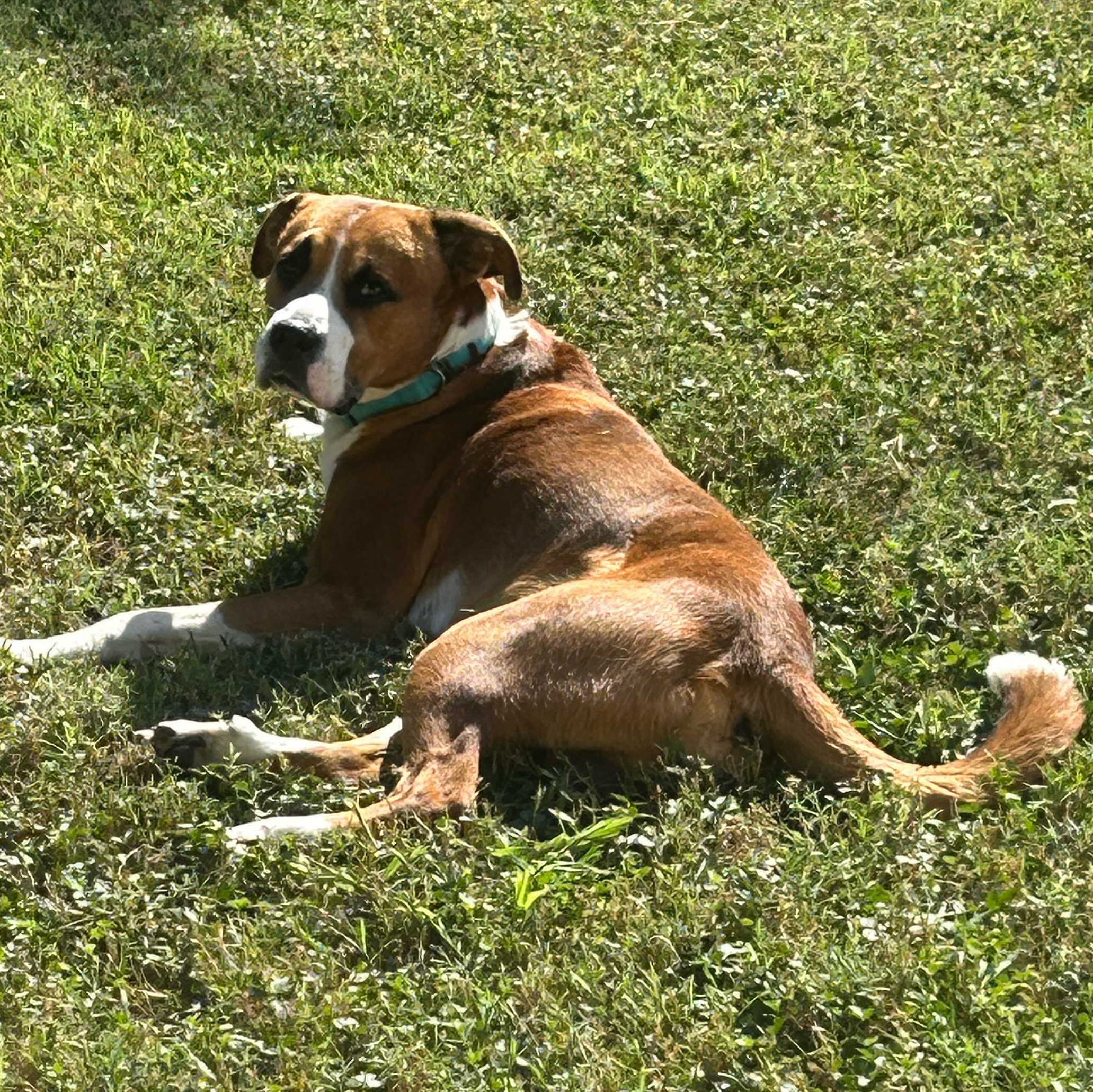 Enlarge Twix, a Adoptable mixed breed in Springfield, MO image 2/3