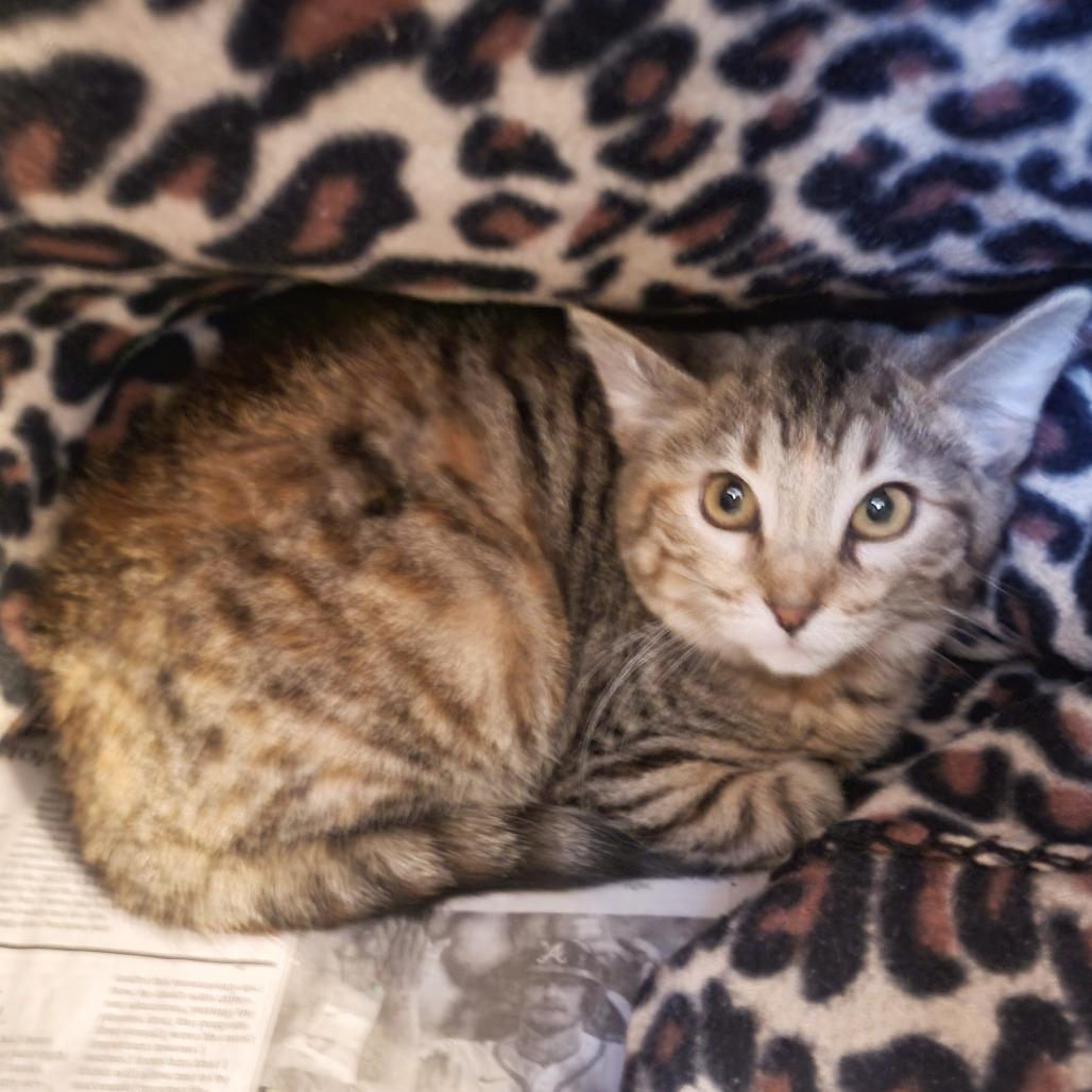 Enlarge Cora, a Adoptable Domestic Short Hair in Belleville, IL image 1/1