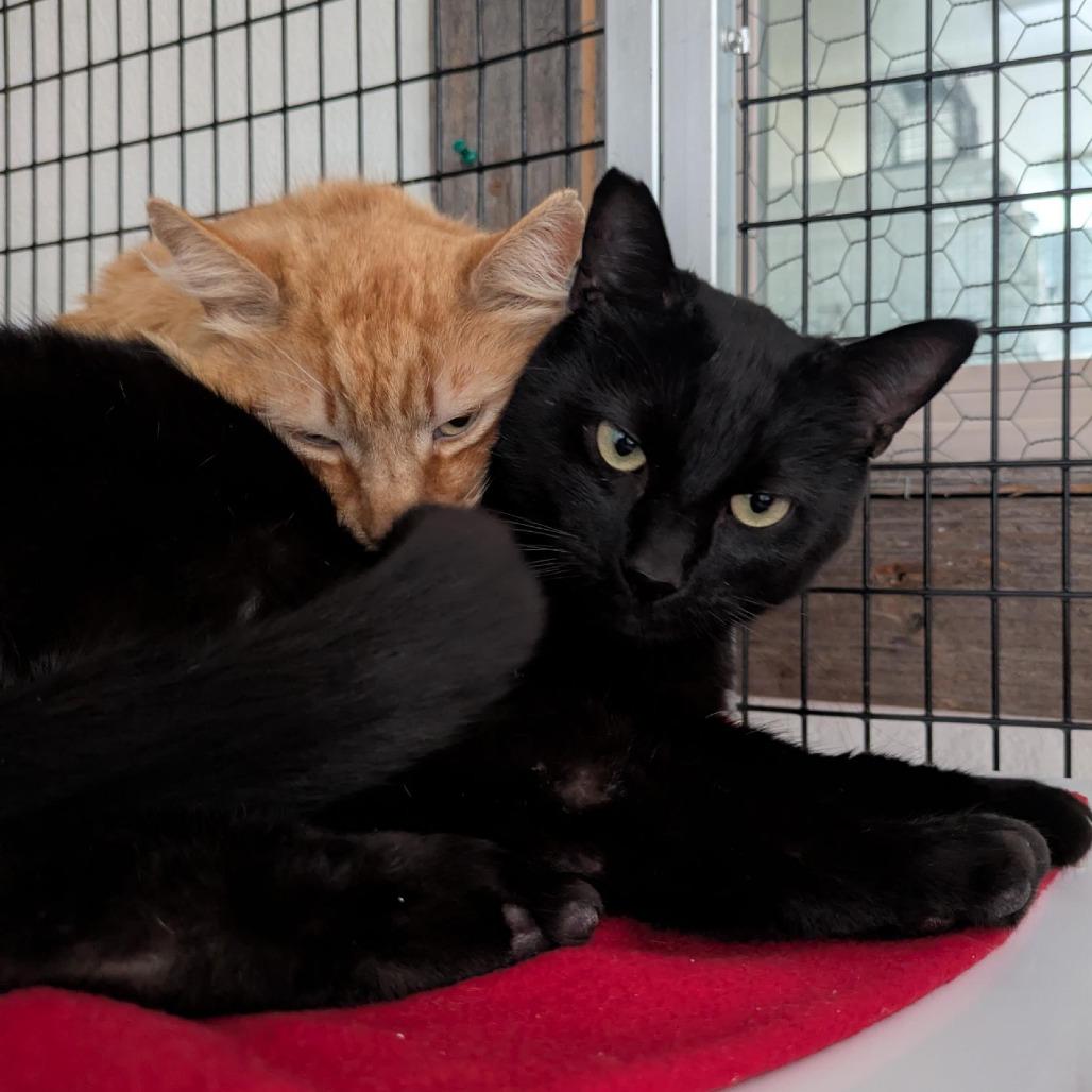 Enlarge Panther (bonded with Mango), a Adoptable Domestic Short Hair in Santa Rosa, CA image 2/6