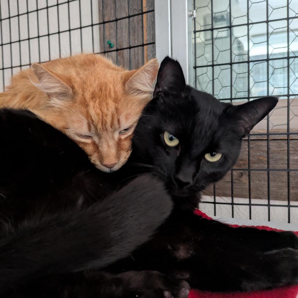 Enlarge Panther (bonded with Mango), a Adoptable Domestic Short Hair in Santa Rosa, CA image 3/6