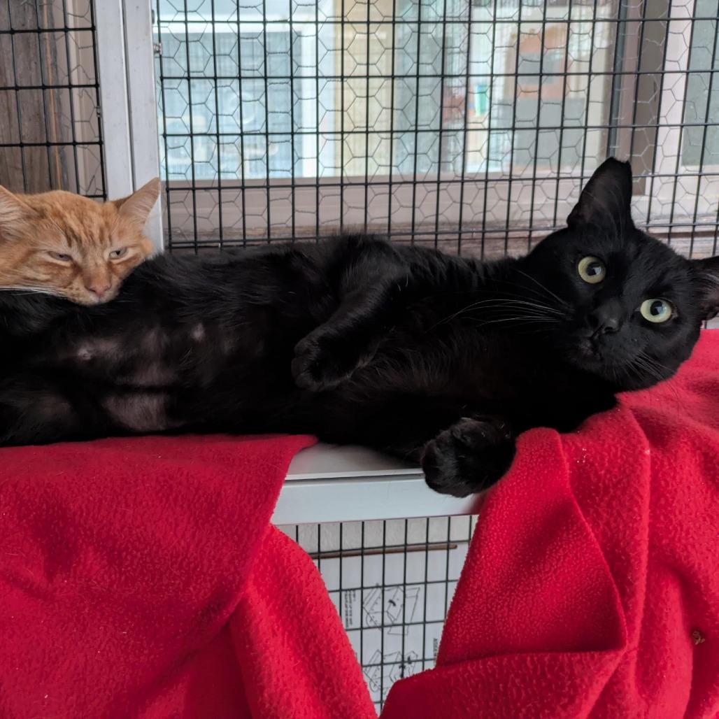 Enlarge Panther (bonded with Mango), a Adoptable Domestic Short Hair in Santa Rosa, CA image 4/6