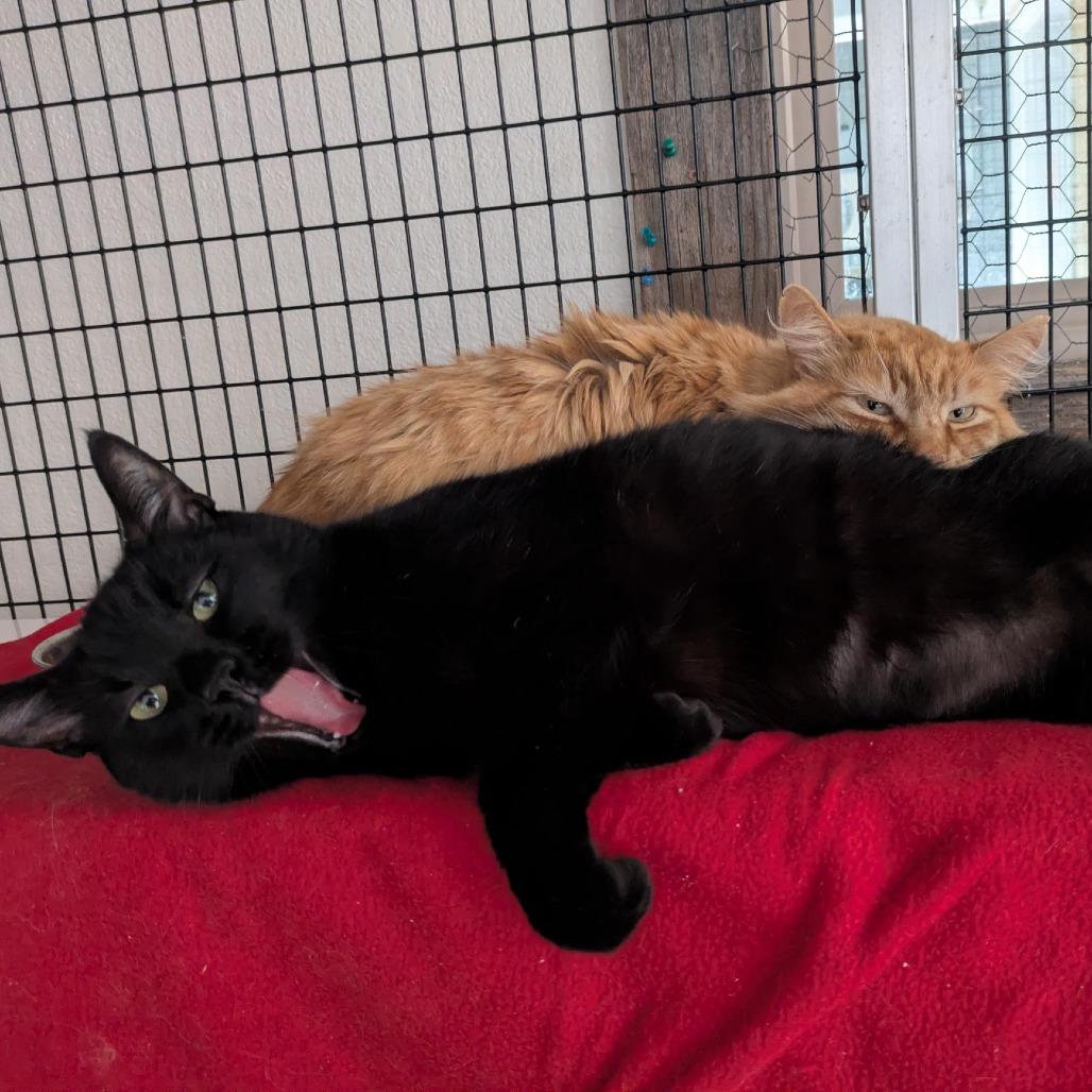 Enlarge Panther (bonded with Mango), a Adoptable Domestic Short Hair in Santa Rosa, CA image 5/6