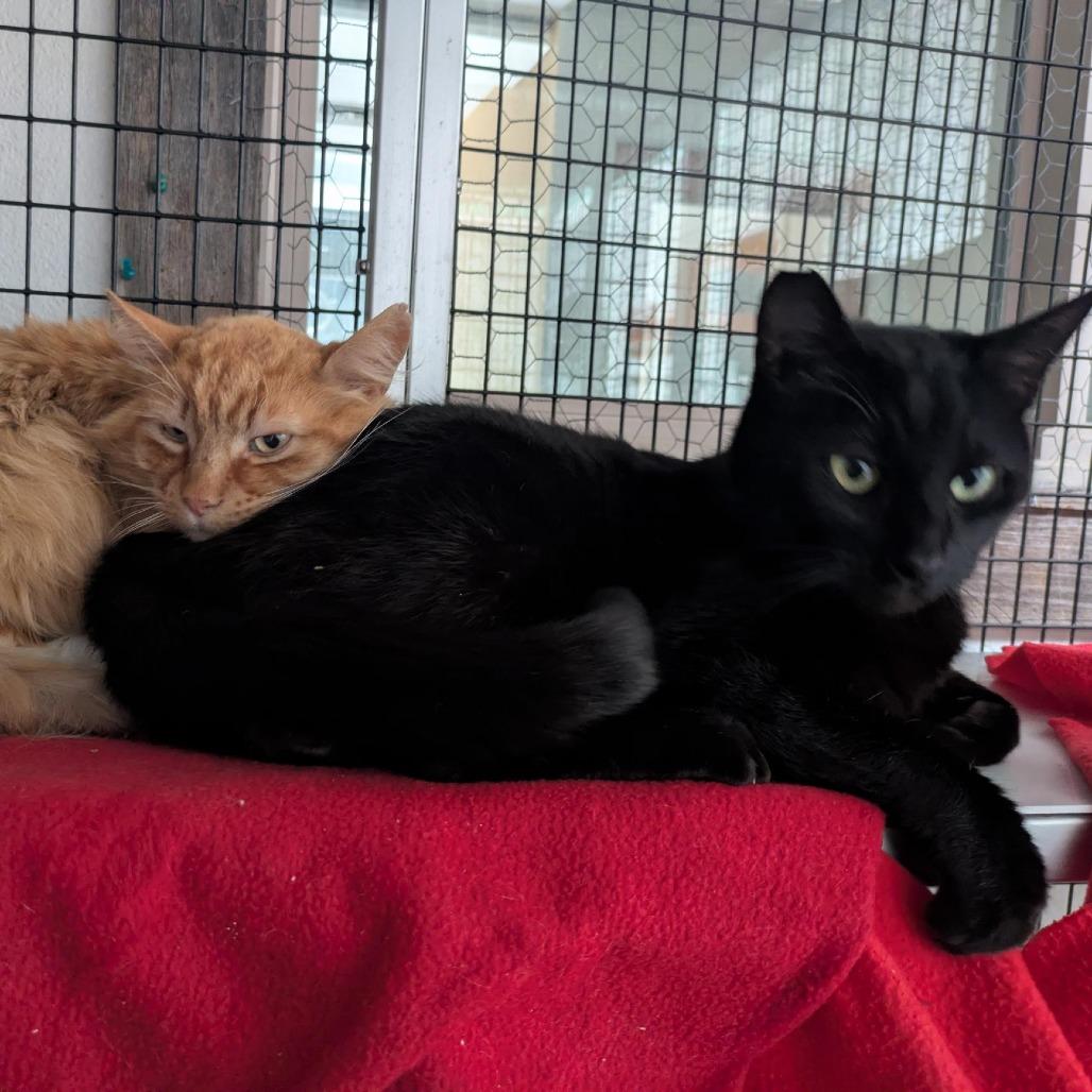 Enlarge Panther (bonded with Mango), a Adoptable Domestic Short Hair in Santa Rosa, CA image 6/6