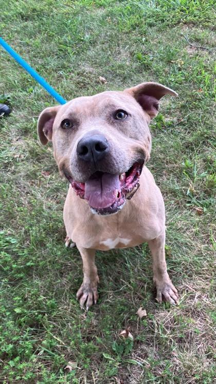 Enlarge Cole, a Adoptable mixed breed in Cincinnati, OH image 1/3