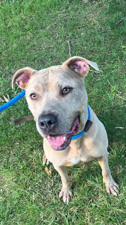 Enlarge Cole, a Adoptable mixed breed in Cincinnati, OH image 2/3