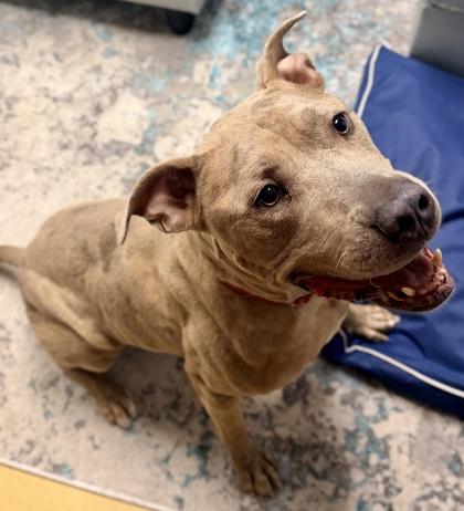 Enlarge Cole, a Adoptable mixed breed in Cincinnati, OH image 3/3