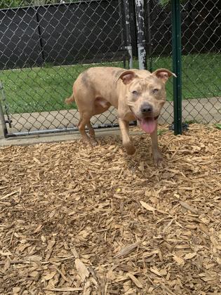 Enlarge Cole, a Adoptable mixed breed in Cincinnati, OH image 3/3