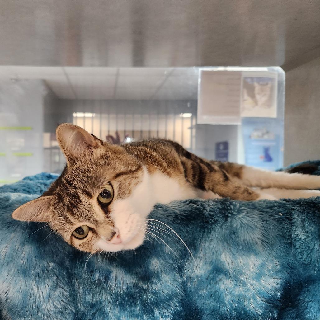 Shadow, Adoptable, Senior Female Domestic Short Hair.