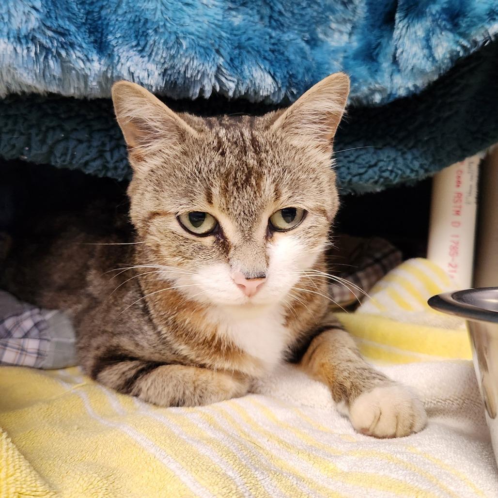 Shadow, a Adoptable Domestic Short Hair in Grand Rapids, MI image 2/2