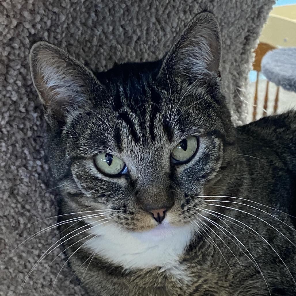 Enlarge Yari, a Adoptable Domestic Short Hair in Sheridan, WY image 2/2