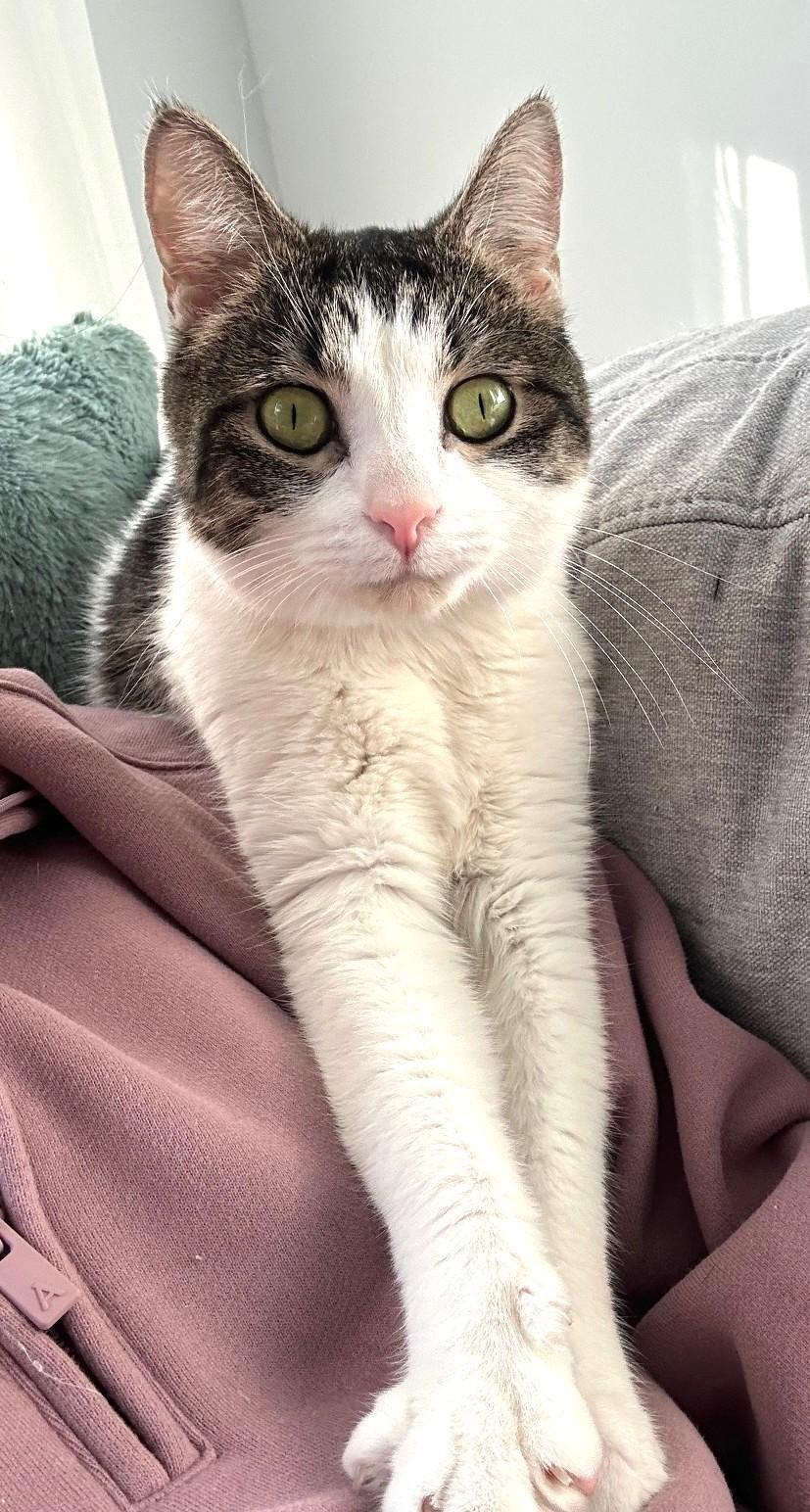 Boa, a ADOPTABLE Tabby in Stoney Creek, ON image 1/4