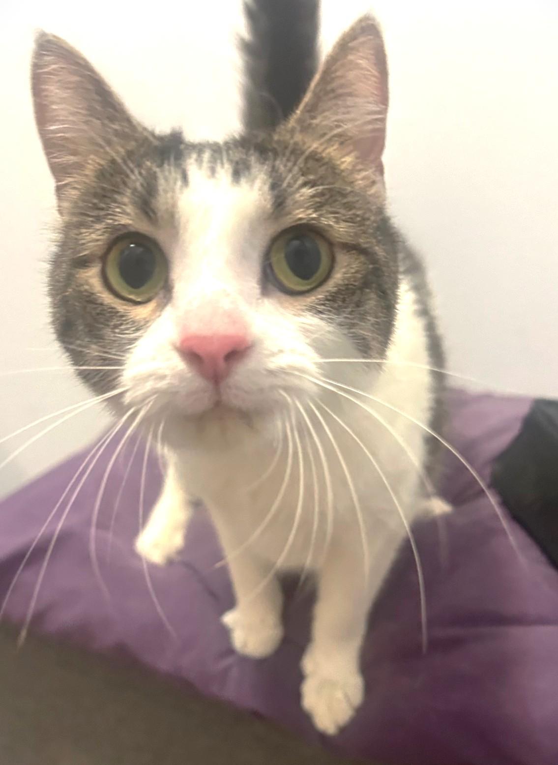 Boa, a ADOPTABLE Tabby in Stoney Creek, ON image 2/4