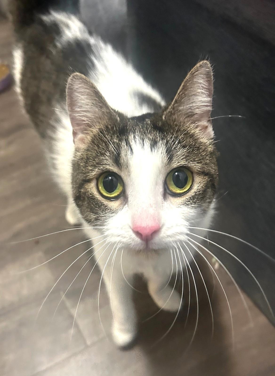 Boa, a ADOPTABLE Tabby in Stoney Creek, ON image 3/4