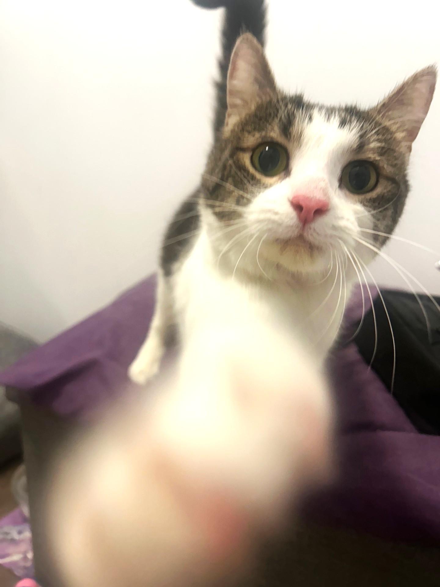 Boa, a ADOPTABLE Tabby in Stoney Creek, ON image 4/4