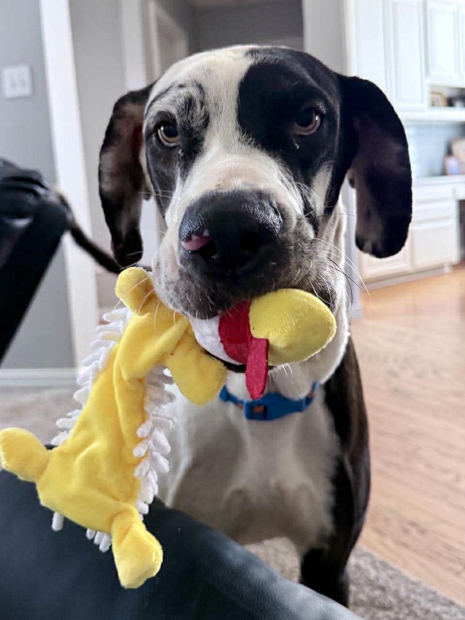 Enlarge Marshall, an adopted Great Dane in Ft Worth, TX image 5/6