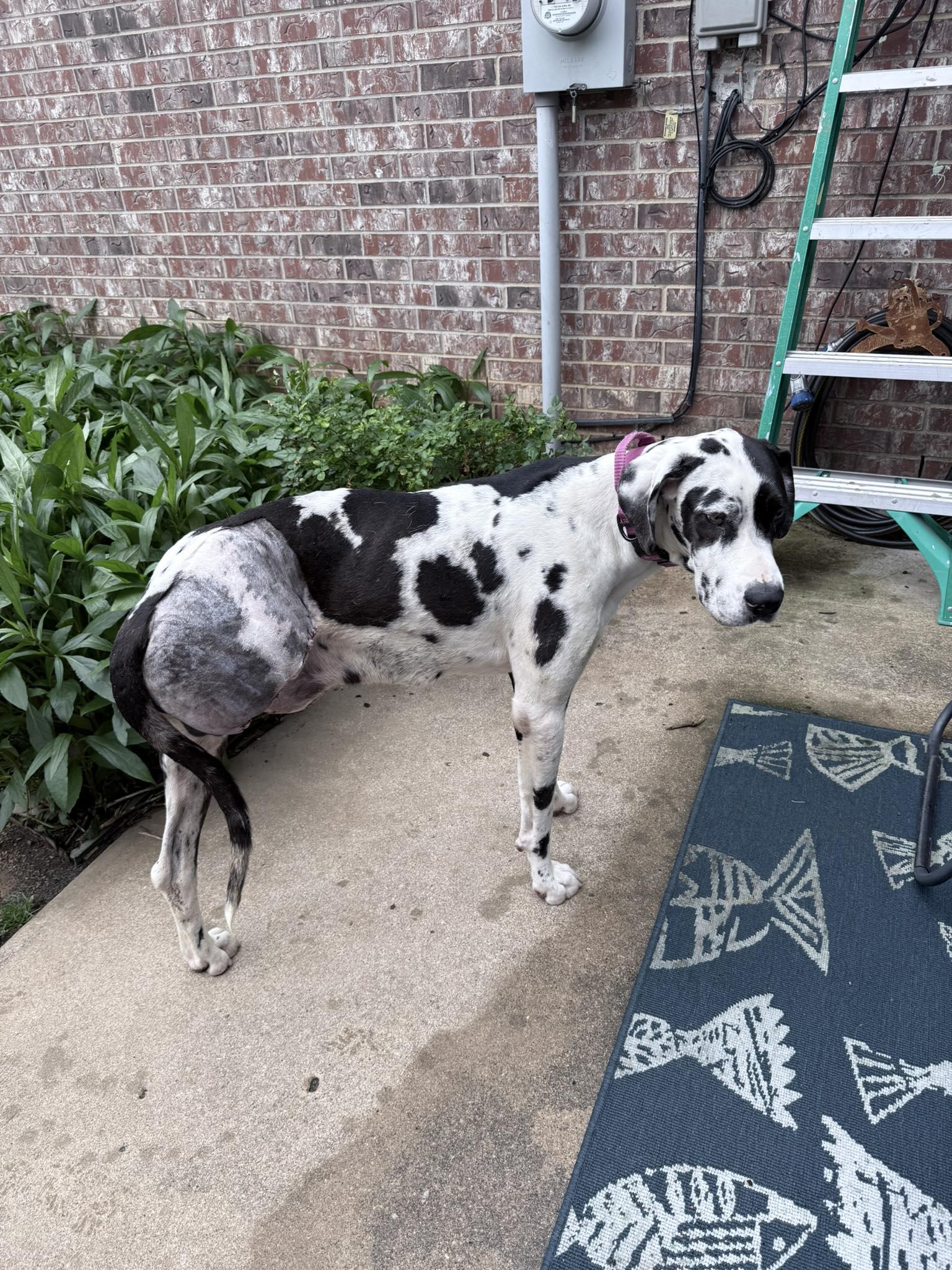 Enlarge Marshall, an adopted Great Dane in Ft Worth, TX image 6/6