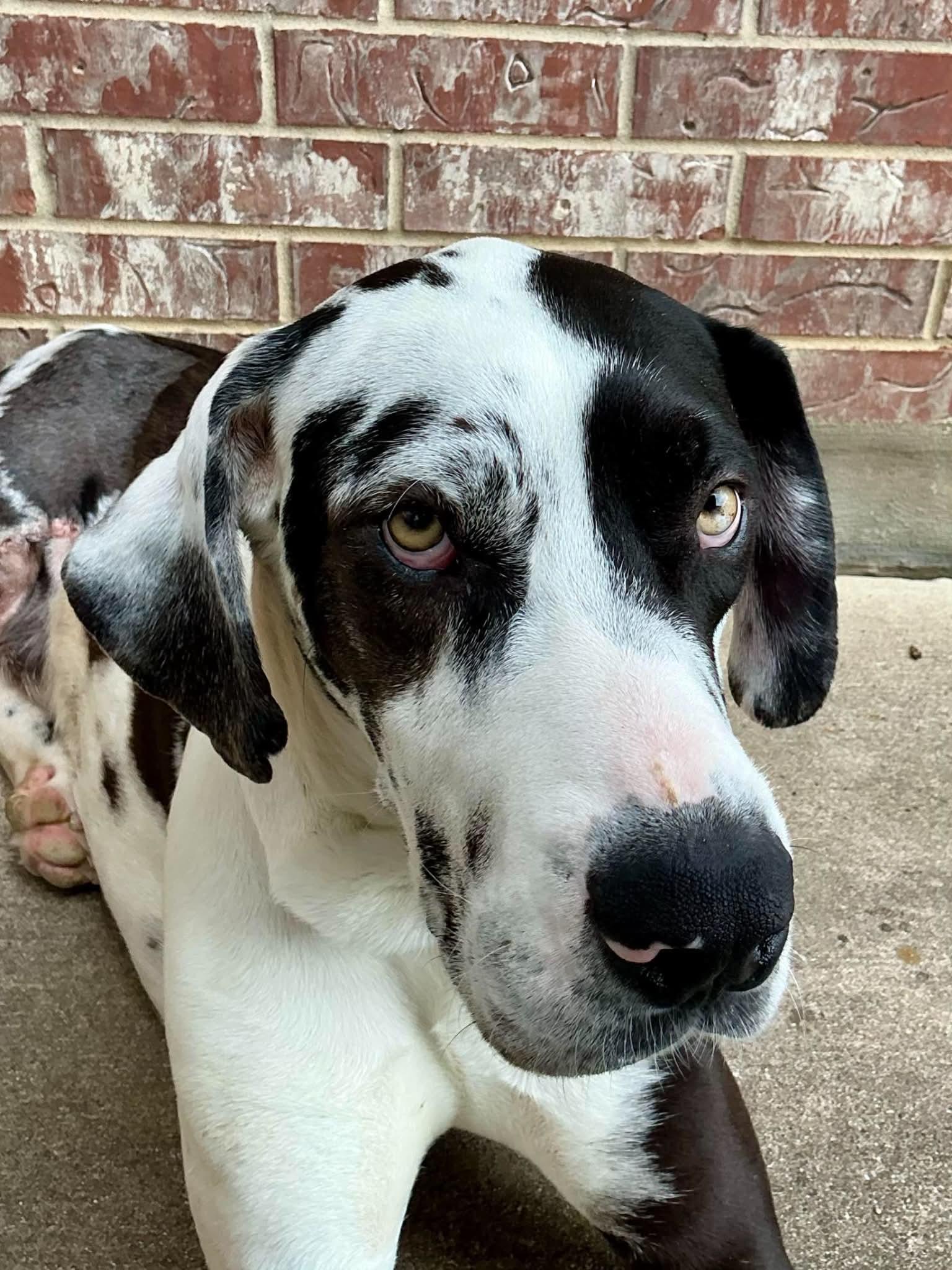 Enlarge Marshall, an adopted Great Dane in Ft Worth, TX image 1/6