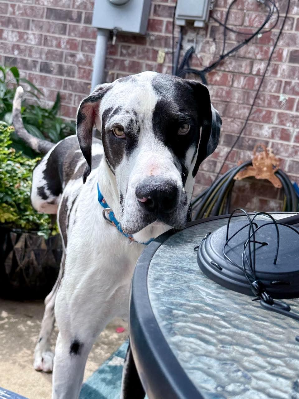 Enlarge Marshall, an adopted Great Dane in Ft Worth, TX image 4/6