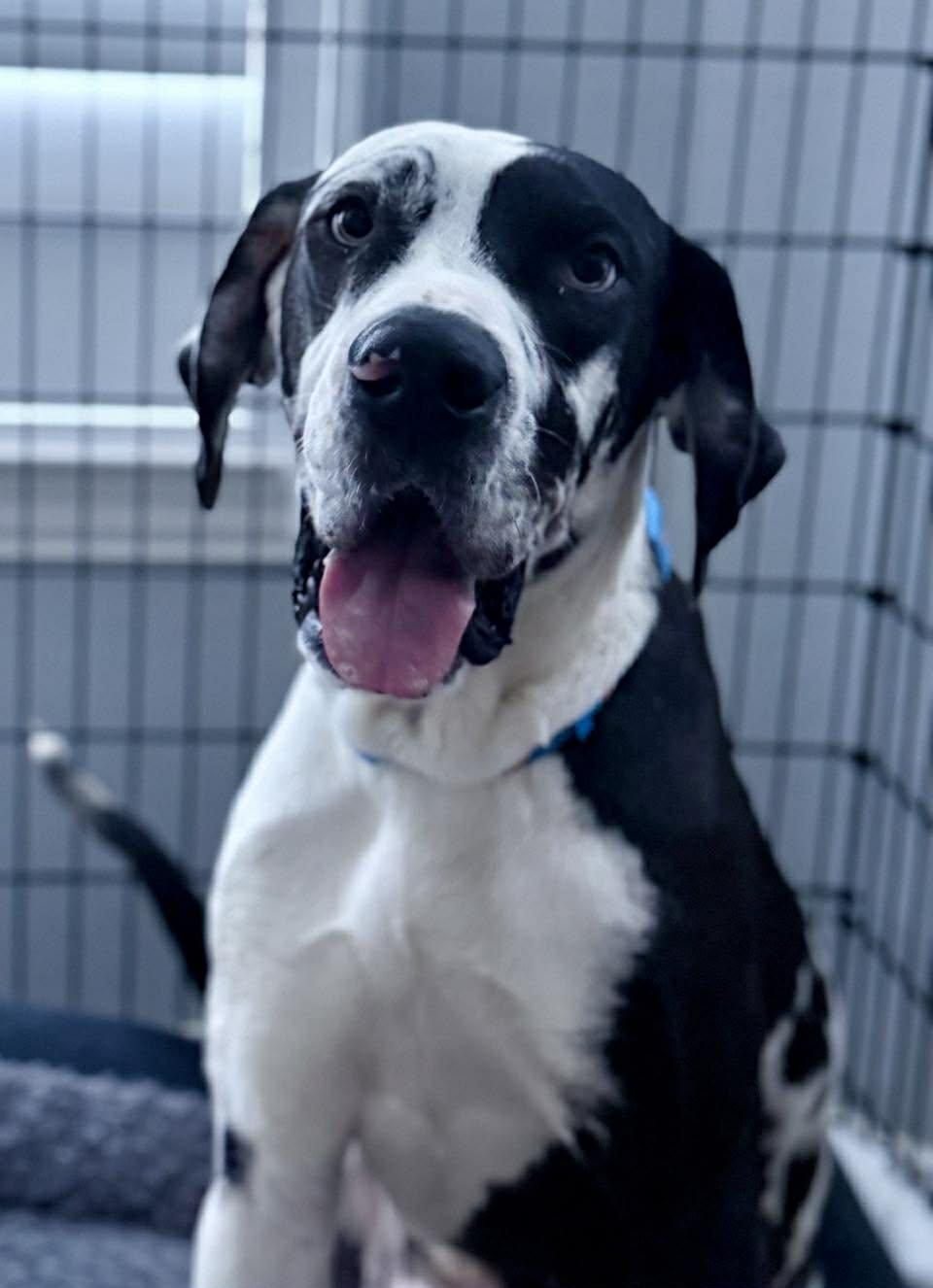 Enlarge Marshall, an adopted Great Dane in Ft Worth, TX image 2/6