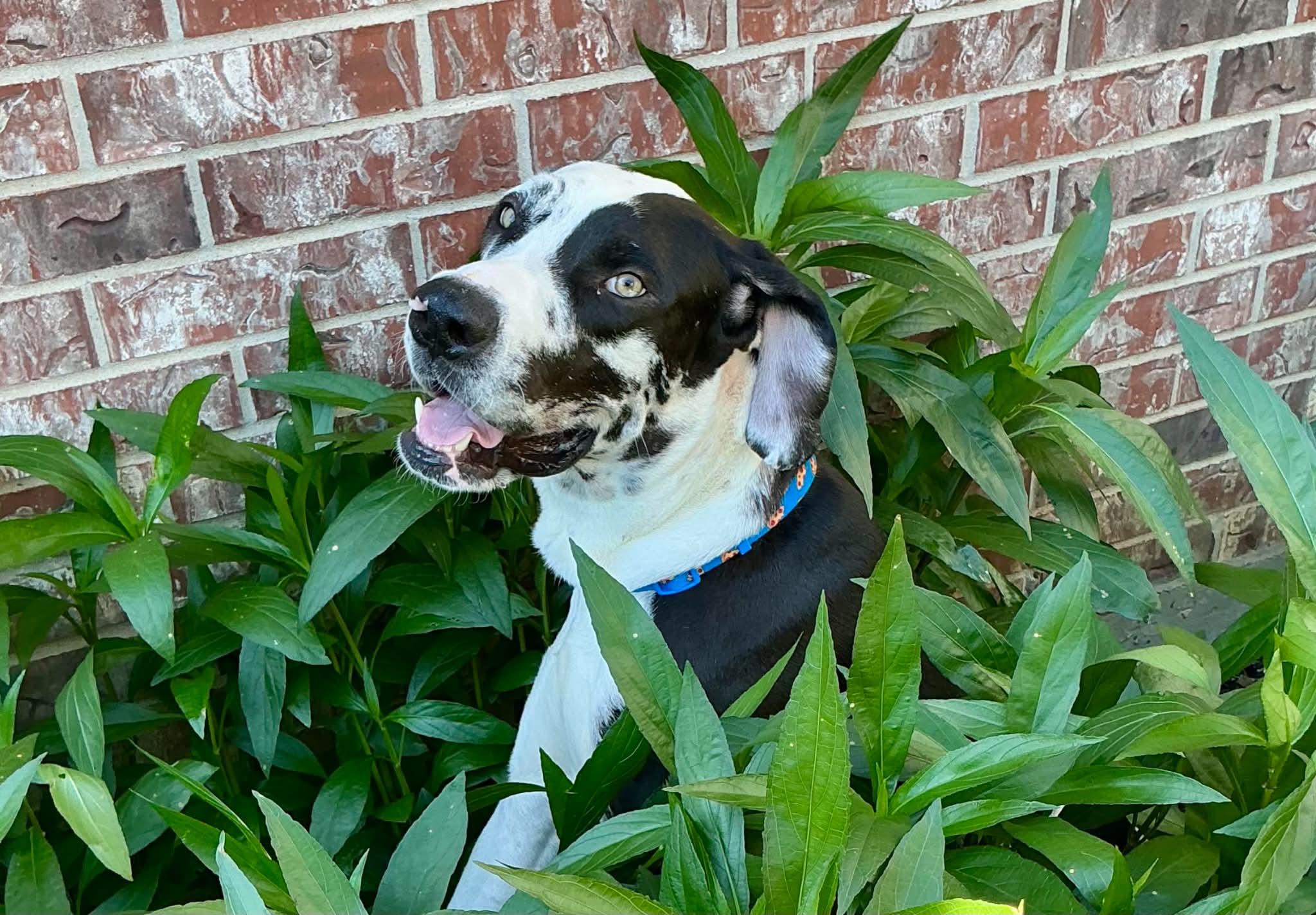 Enlarge Marshall, an adopted Great Dane in Ft Worth, TX image 3/6