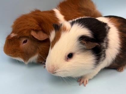 Blaze, a Adoptable Guinea Pig in Woodbury, MN image 1/2