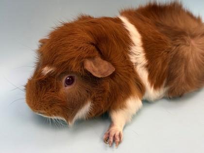 Blaze, a Adoptable Guinea Pig in Woodbury, MN image 2/2