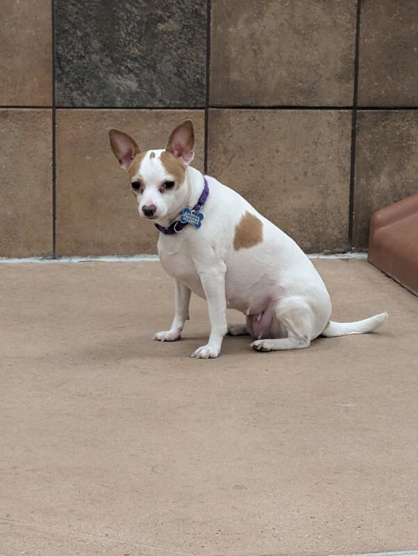 Enlarge Judy, a Adoptable mixed breed in Fort Collins, CO image 1/6