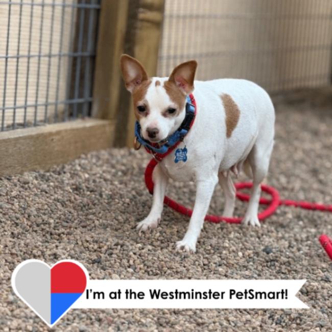 Enlarge Judy, a Adoptable mixed breed in Westminster, CO image 2/6