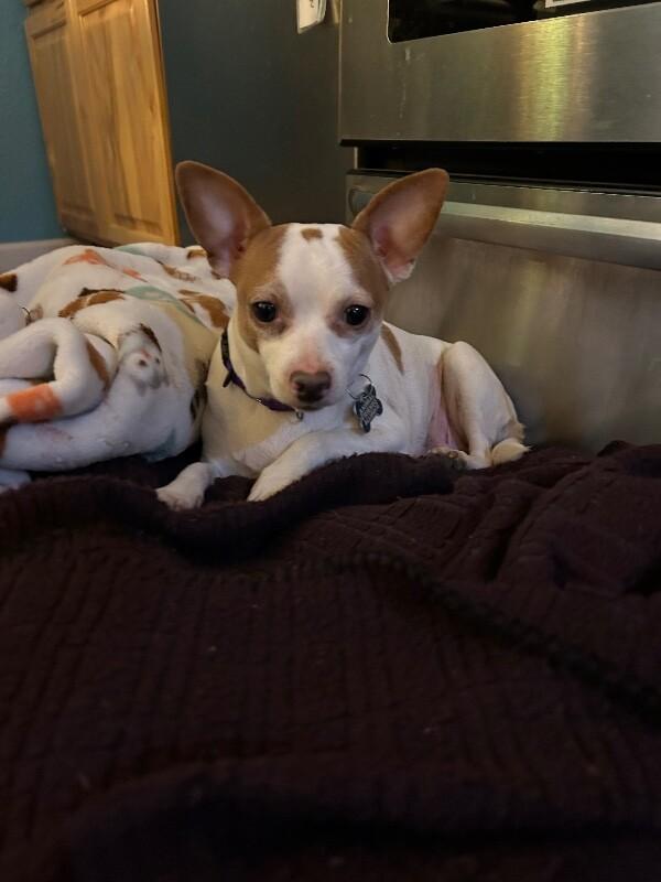 Judy, Adoptable, Adult Female Chihuahua & Mixed Breed.