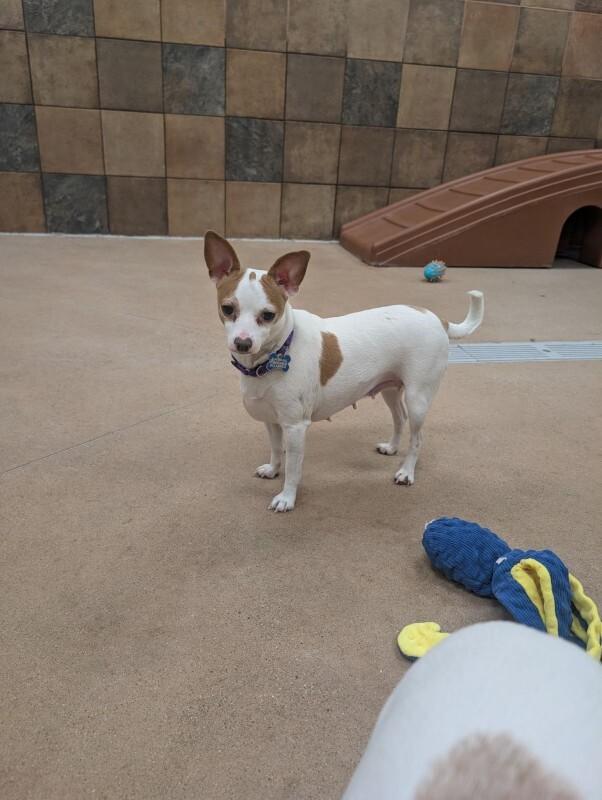 Enlarge Judy, a Adoptable mixed breed in Westminster, CO image 1/6
