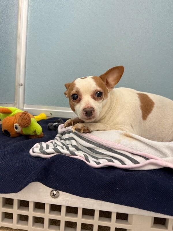 Enlarge Judy, a Adoptable mixed breed in Westminster, CO image 4/6