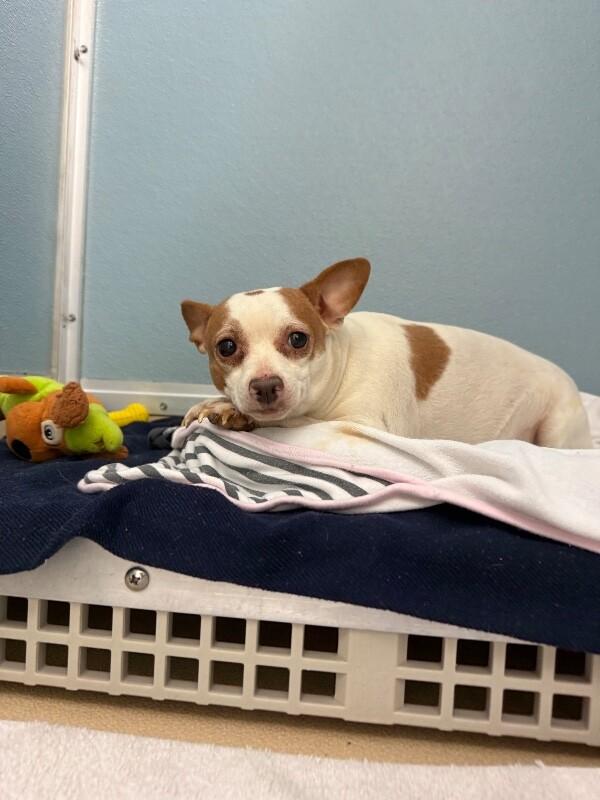 Enlarge Judy, a Adoptable mixed breed in Westminster, CO image 5/6