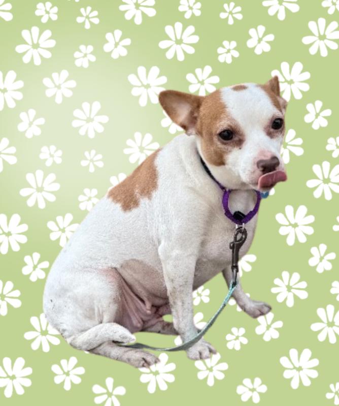 Enlarge Judy, a Adoptable mixed breed in Fort Collins, CO image 2/6