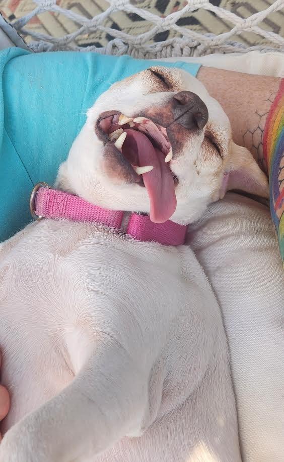 Enlarge Judy, a Adoptable mixed breed in Westminster, CO image 6/6