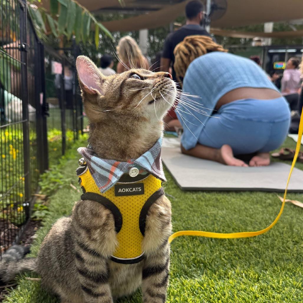 Zion, a Adoptable Domestic Short Hair in Miami, FL image 1/6