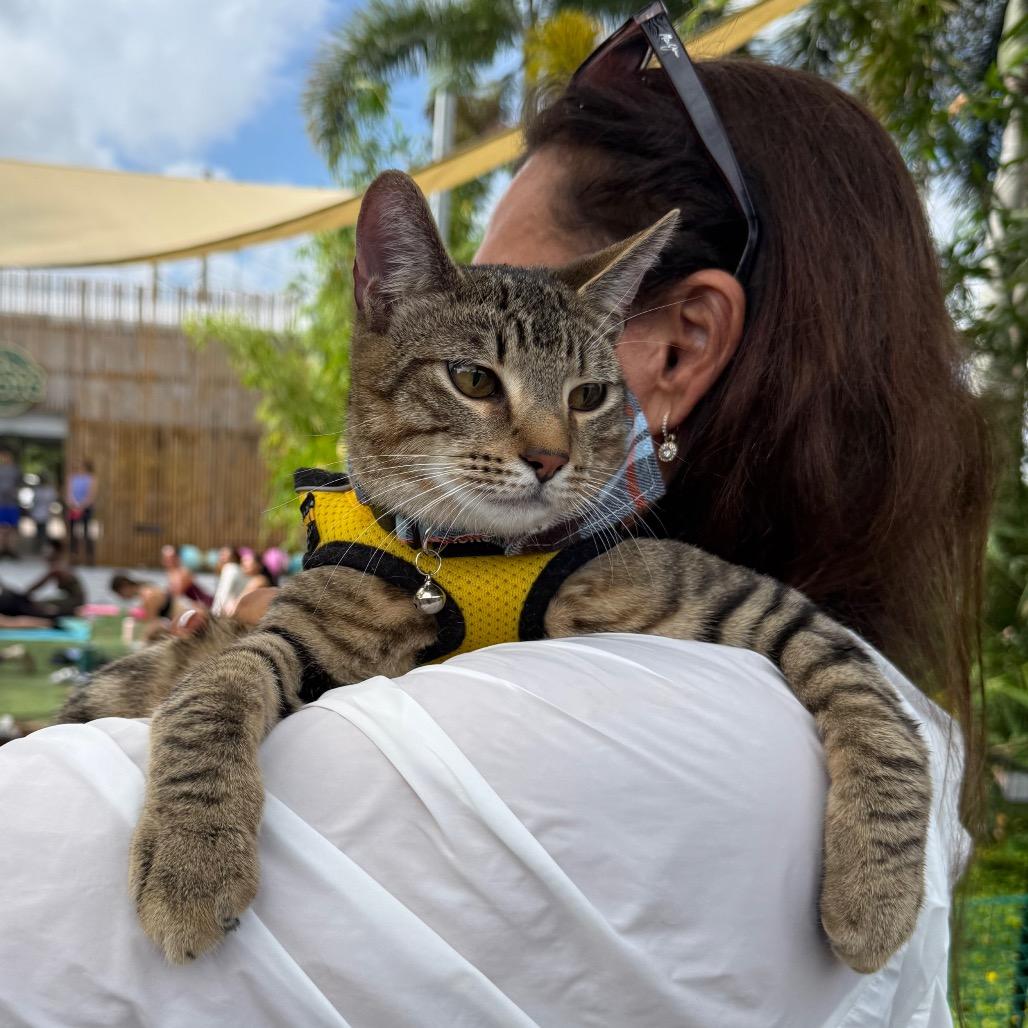 Zion, a Adoptable Domestic Short Hair in Miami, FL image 4/6
