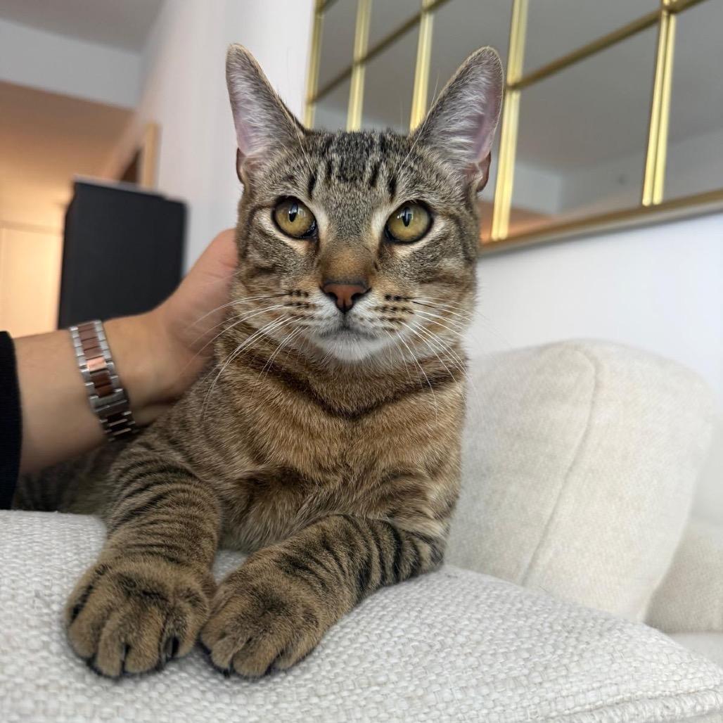 Zion, a Adoptable Domestic Short Hair in Miami, FL image 2/6