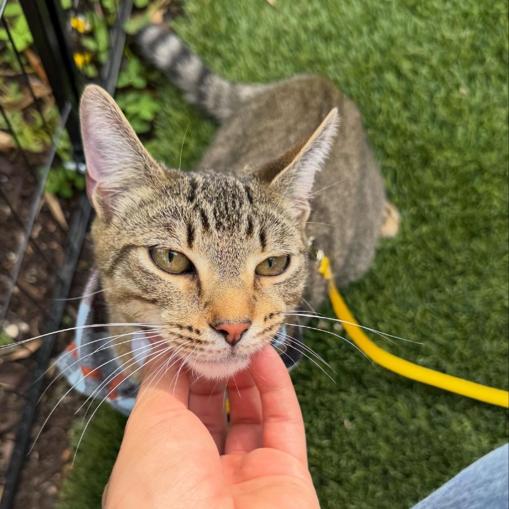 Zion, a Adoptable Domestic Short Hair in Miami, FL image 5/6