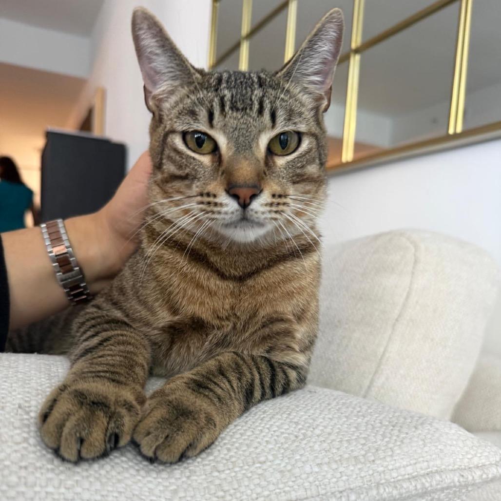 Zion, a Adoptable Domestic Short Hair in Miami, FL image 3/6