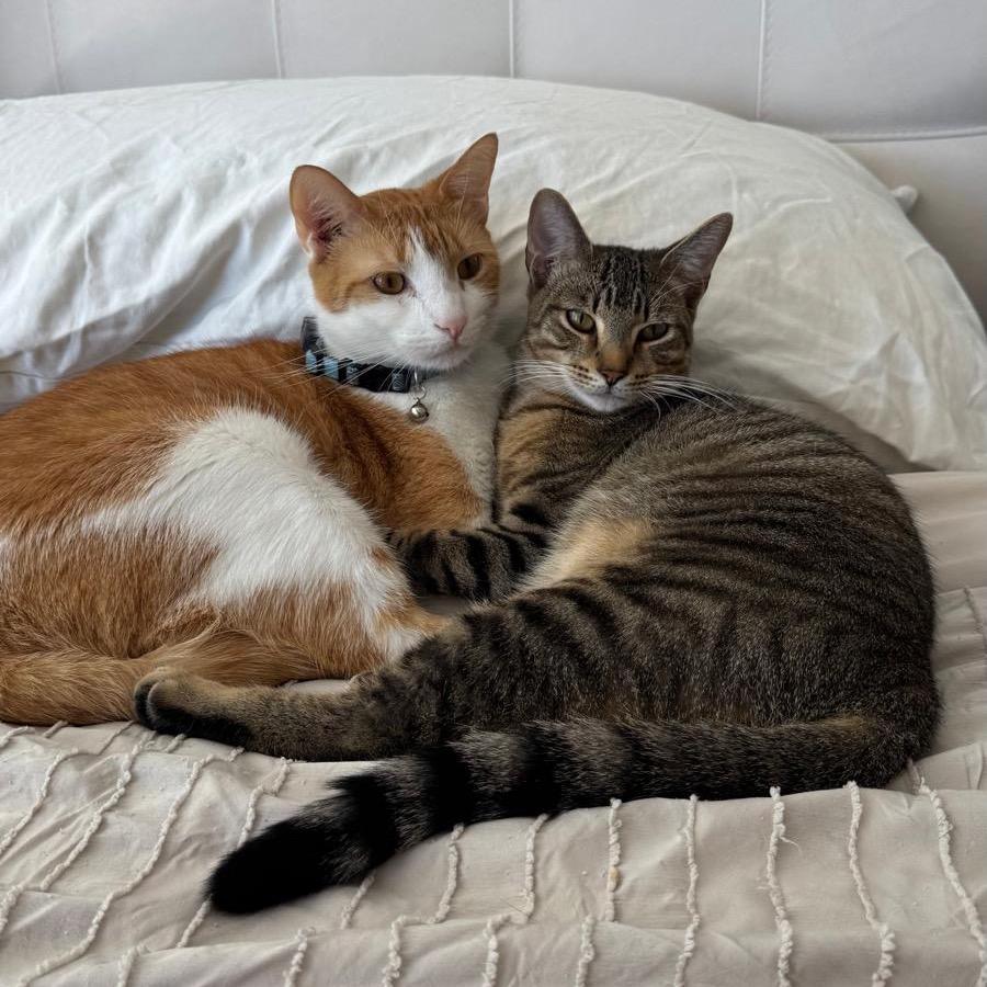 Zion, a Adoptable Domestic Short Hair in Miami, FL image 6/6