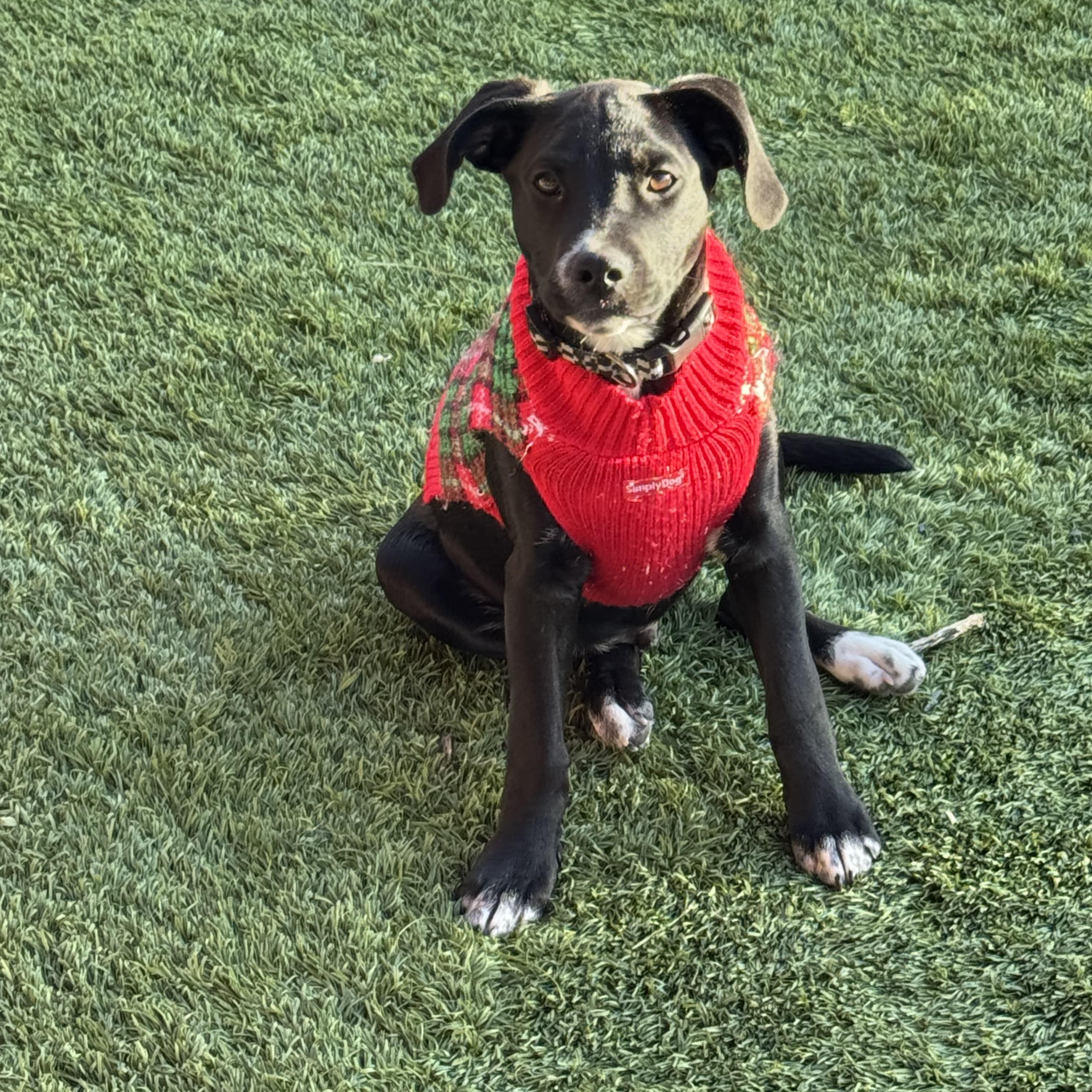 Crow , adopted, Puppy Male Labrador Retriever.