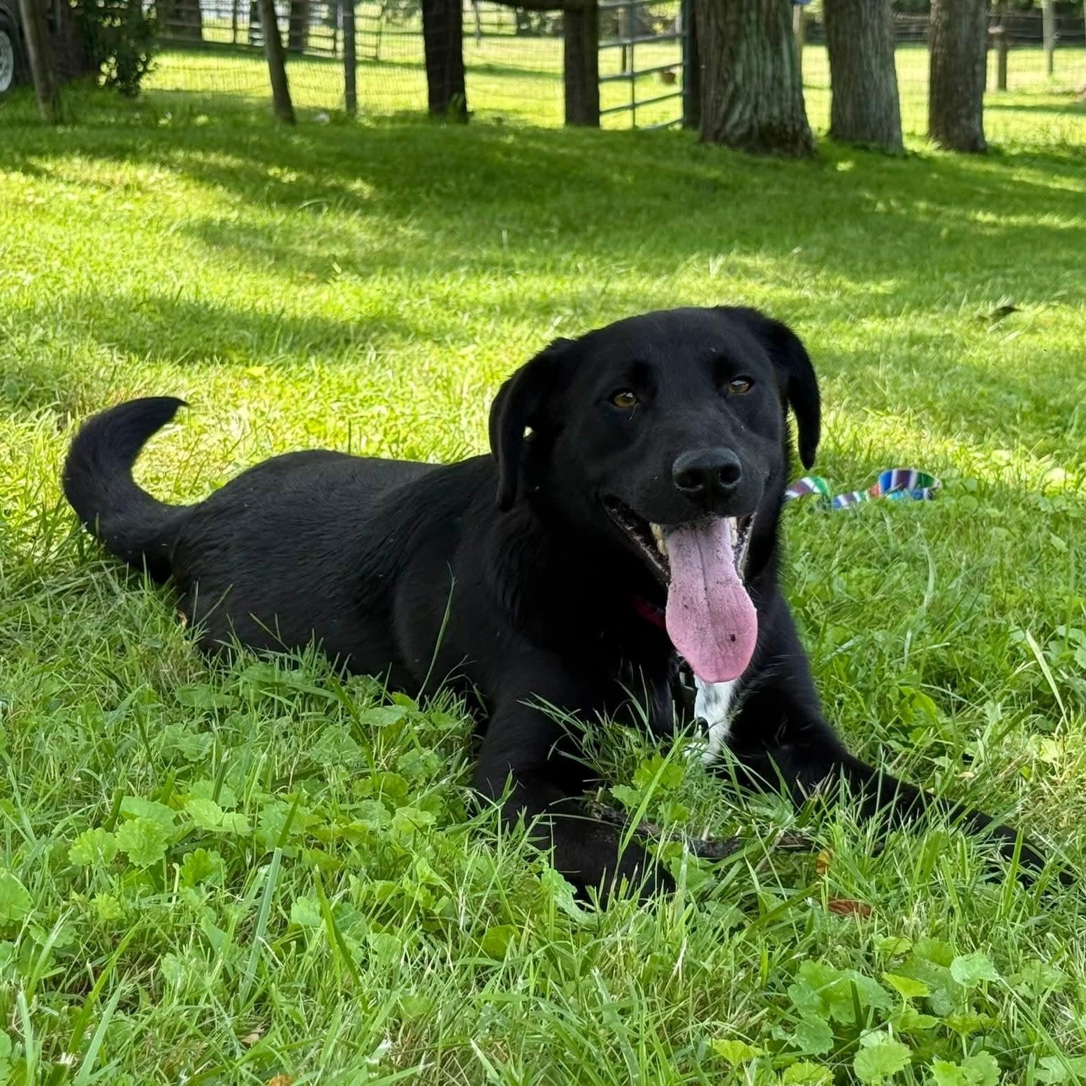 Moose, a Adoptable Black Labrador Retriever in Wheelersburg, OH image 2/6
