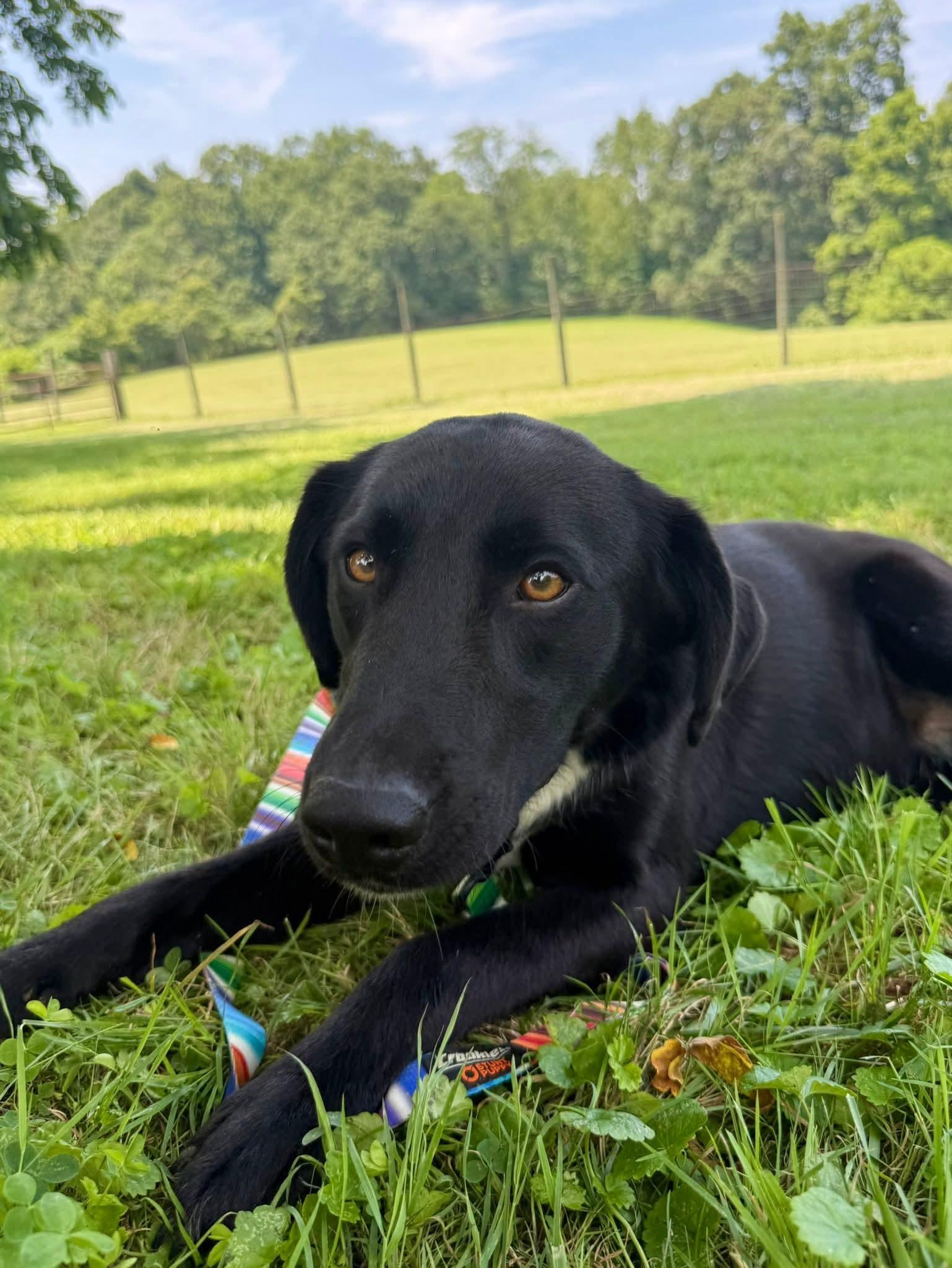 Moose, a Adoptable Black Labrador Retriever in Wheelersburg, OH image 3/6