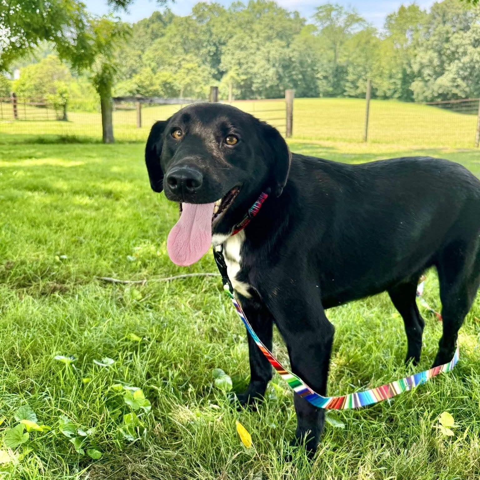 Moose, a Adoptable Black Labrador Retriever in Wheelersburg, OH image 1/6