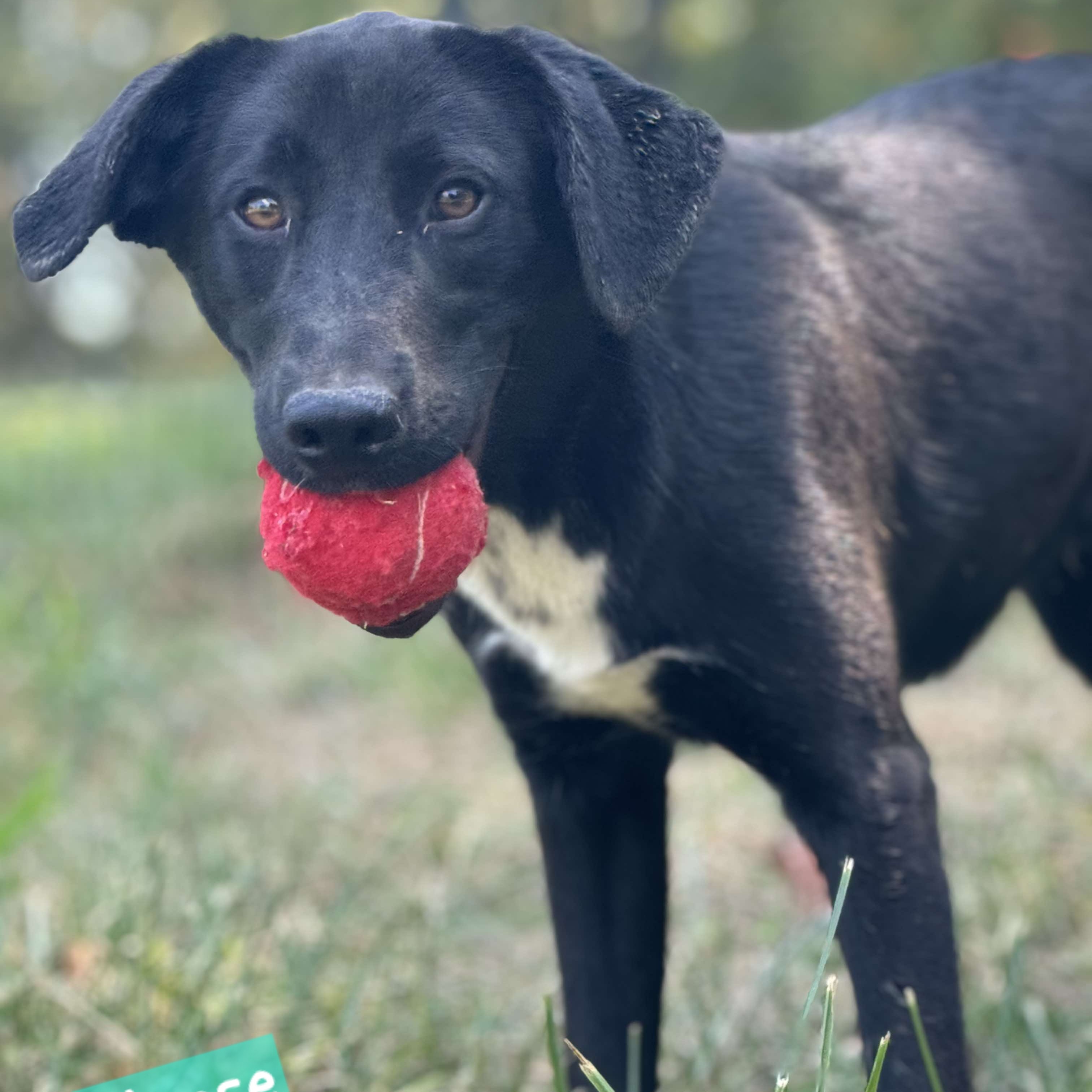 Moose, a Adoptable Black Labrador Retriever in Wheelersburg, OH image 6/6